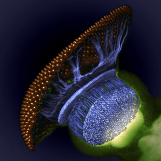 Illustration for article titled These Incredible Microscopic Photos of Small Things Seem Unreal